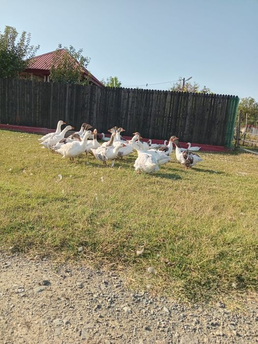 Pui, curcani, gâște de casa