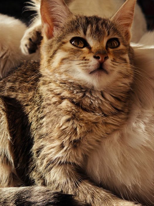 котята отдадим даром в хорошые руки