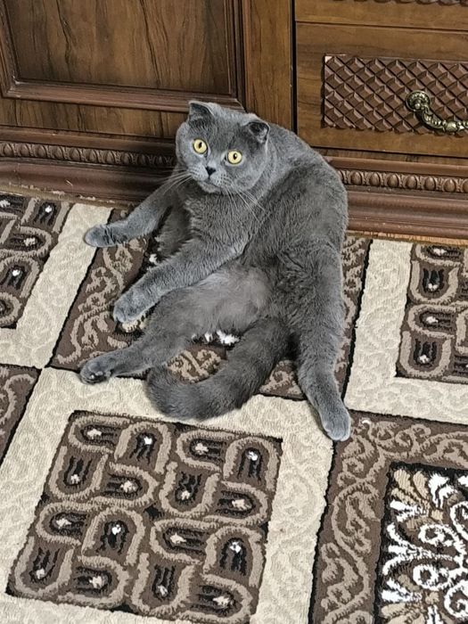 Scottish Fold 2026