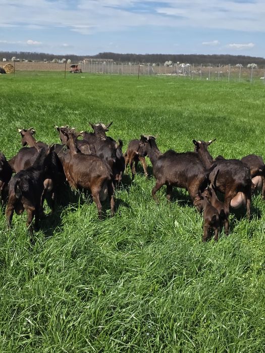 Capre murcuiana granadina de vanzare