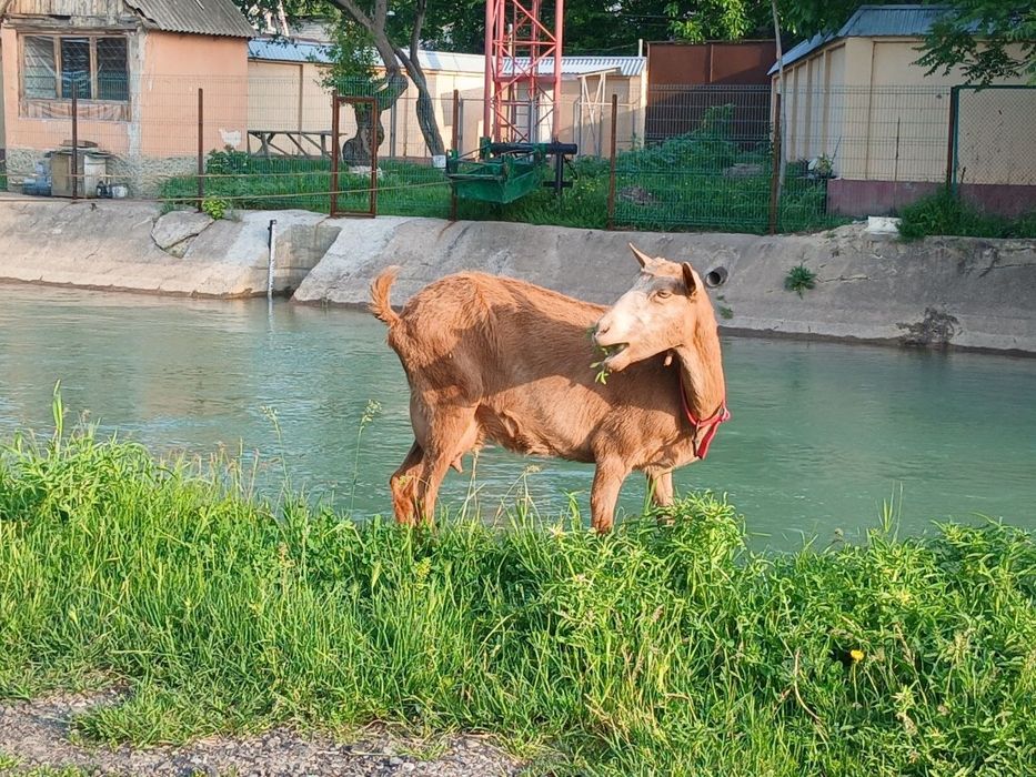 E'chki suti sotiladi