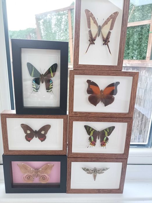 Пеперуди в рамка