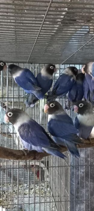 Agaponis personata violet 2024--2025