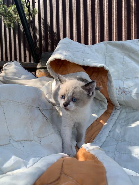 Котята с доставкой бесплатно