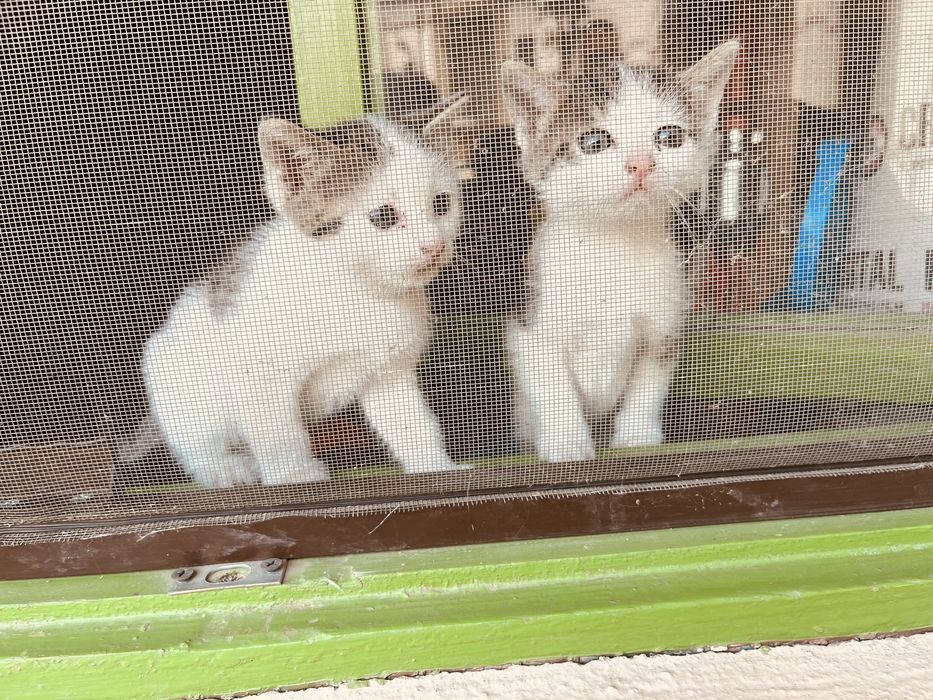 Donez ofer spre adoptie pui pisica