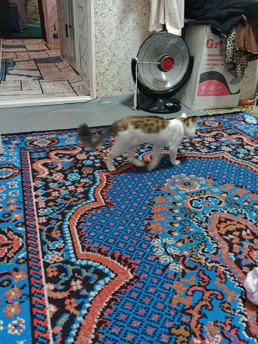 Пропала кошка , кто найдет звоните