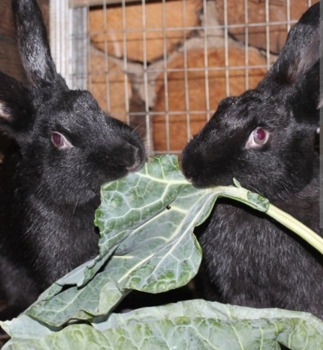 Кролики продаются