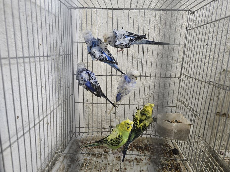 Бабичка или хагоромы