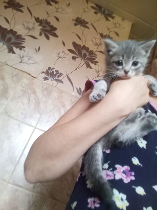 Котенок девочка 1,5 месяца