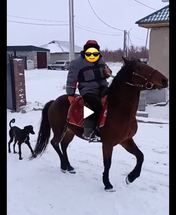 Айғыр-Жеребец 3 лет