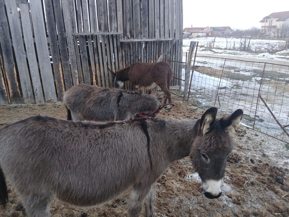 Vând magarite toate