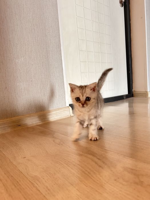 Шотландски котенок