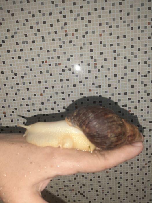 Ulitka sotiladi  6,7,8,9sm