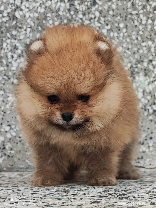 Померан померанче