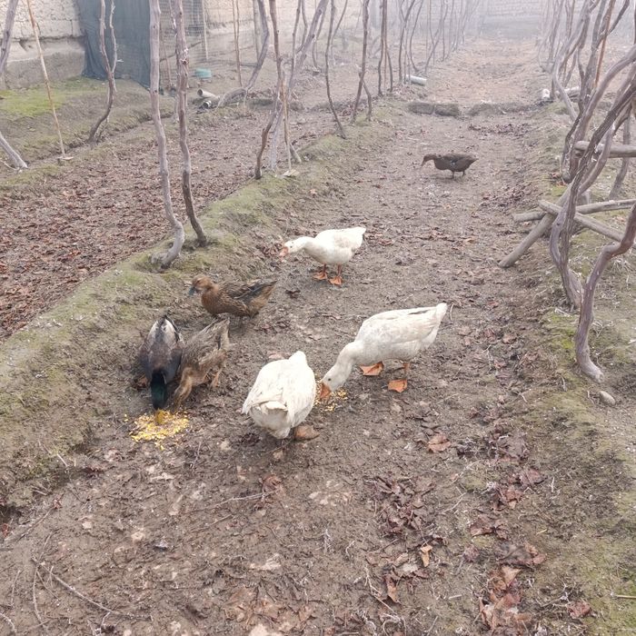 Gʻozlar va Oʻrdaklar