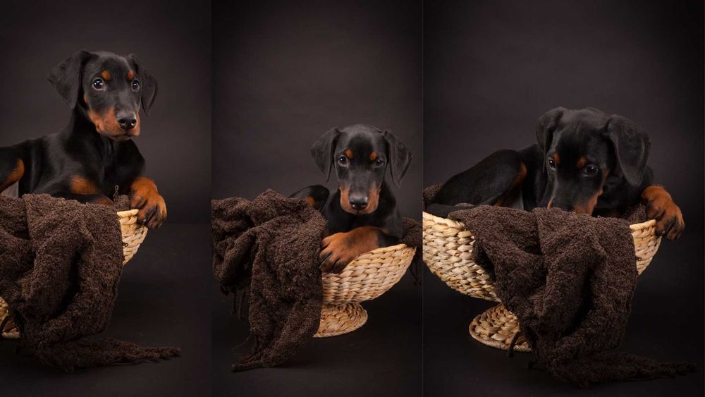 Доберманы от лучшего питомника элиты Евразии - зайдите и убедитесь