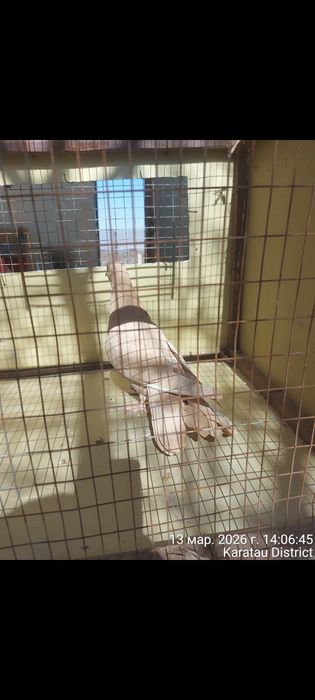 Широкохвостые голуби