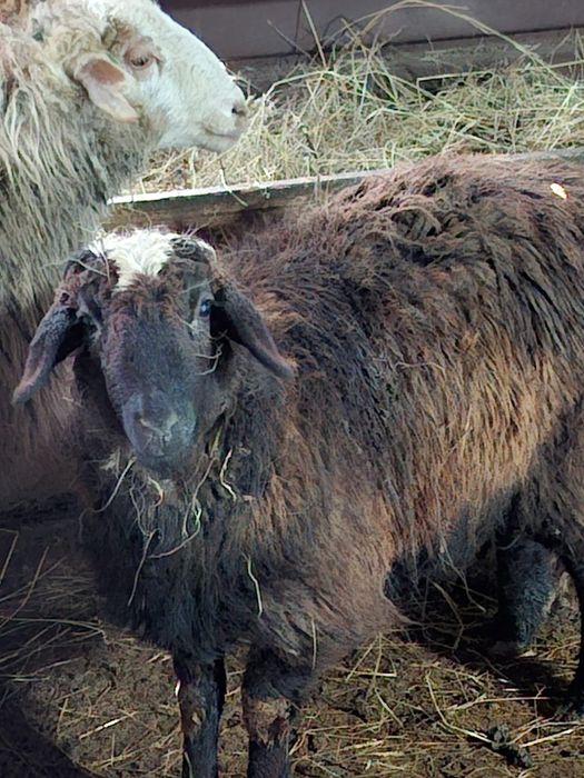 Продаю баранов!!!