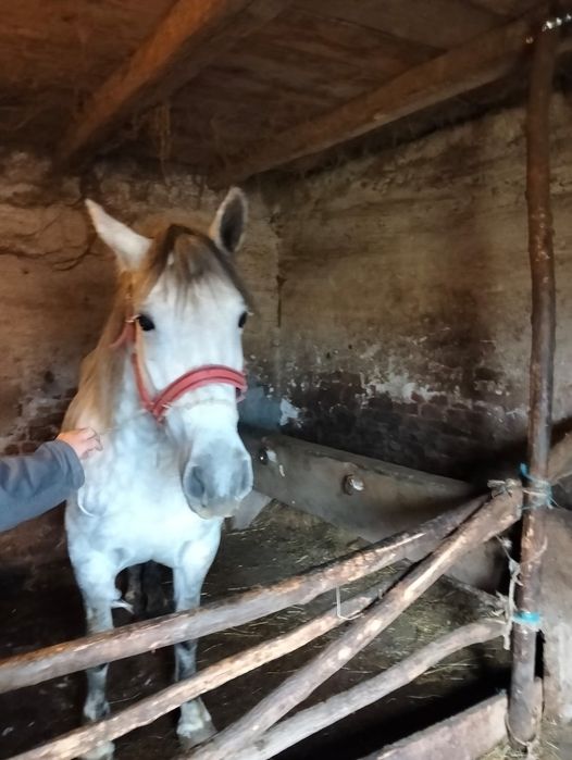 Vand iapa sura de 5 pe 6 ani cu manza de 3 luni