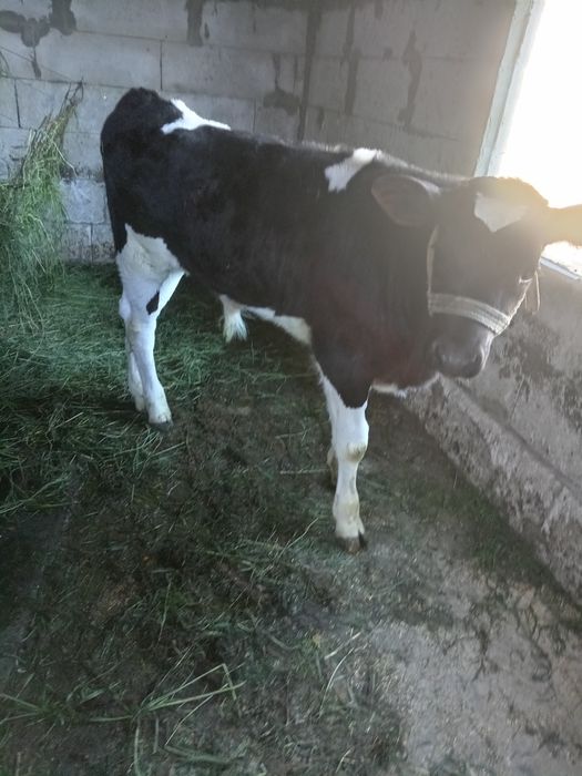 Vând vaca cu vițel