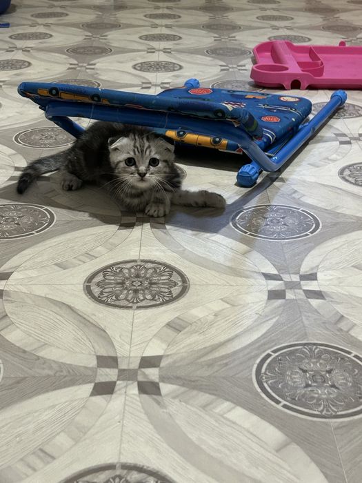 Продам девочку уральск