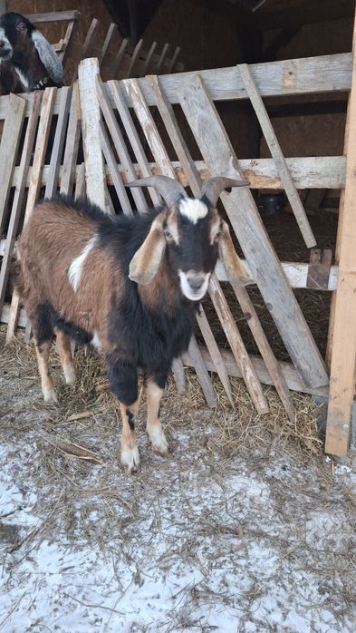 Tap metis anglonubian