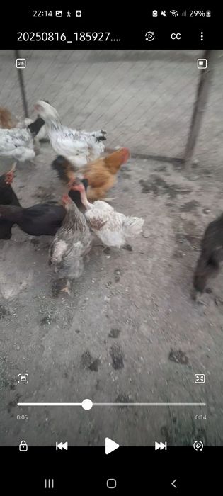 Куры на яйца хорошие