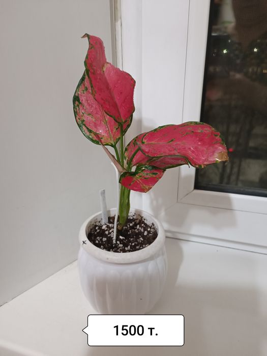 Продаю цветы разные