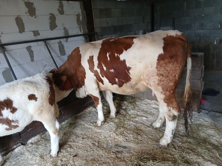 Vând vaca cu vițea