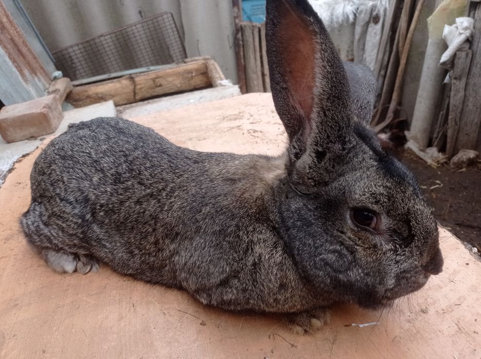 Продам крола,серый великан