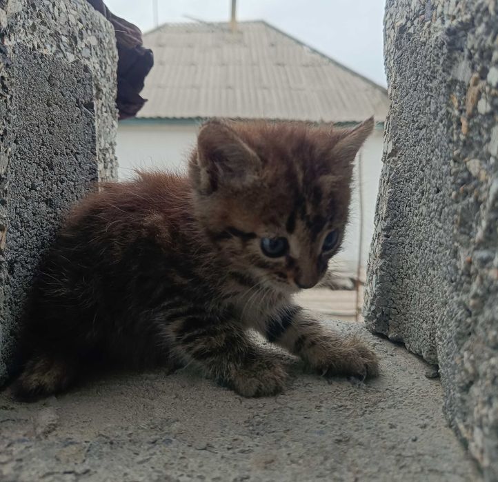 Котята за бесплатно