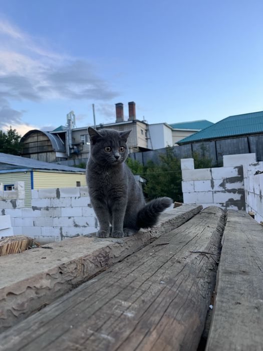 Котенок, британская кошка