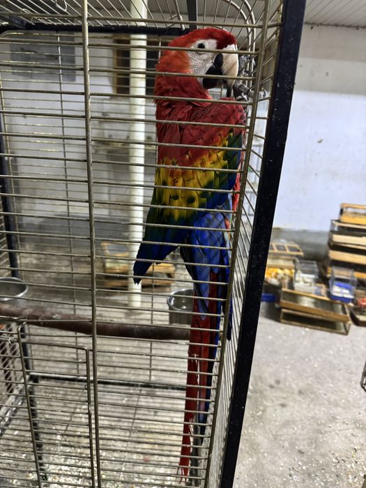 Скарлет Ара ручной