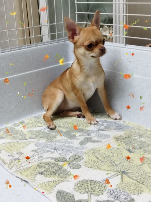 Чихуахуа-миник девочка