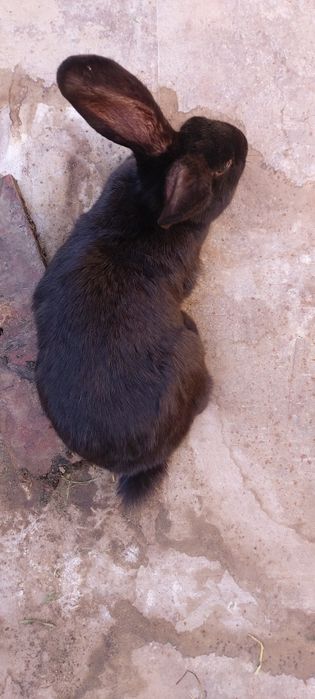 Velikan zotor quyoni