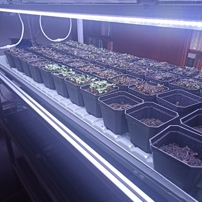 Sistem hidroponic/ferma hidroponica/plantație microplante