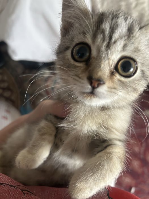 Отдам котенка в хорошие руки девочка