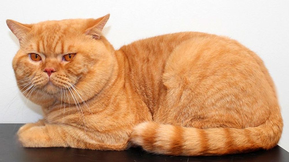 Котята британчики мальчики и девочки