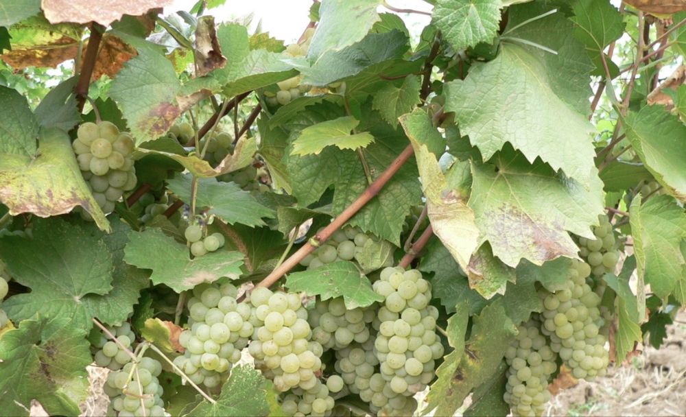 Struguri de vin de vanzare