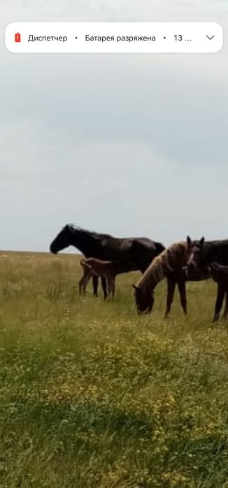 Кобыла с жеребенком
