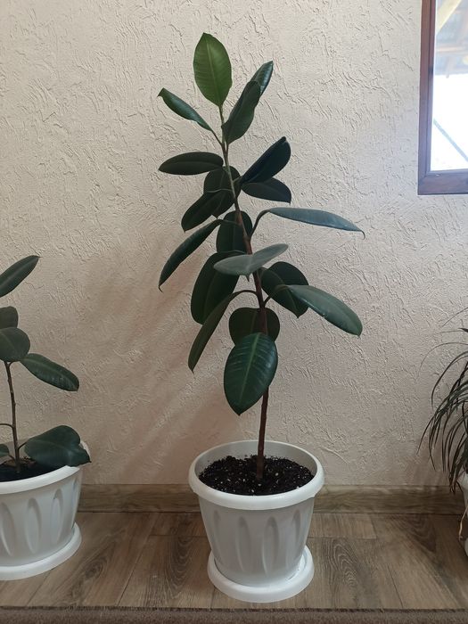 Срочно!!! Распродаю Комнатные цветы