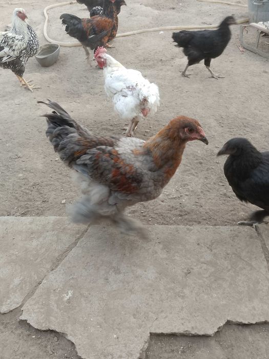 Петушки молодые. Брамм