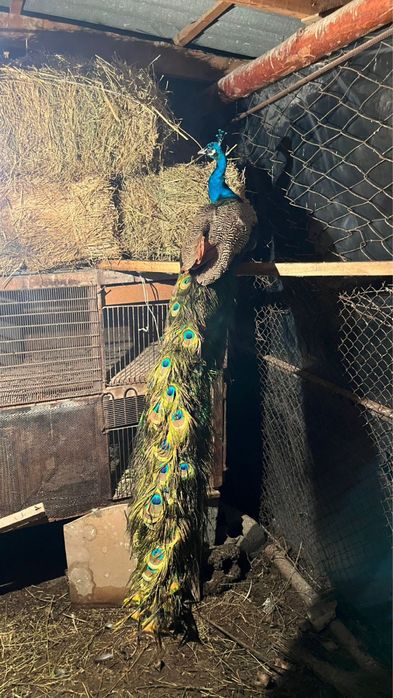 Павлин сатылады