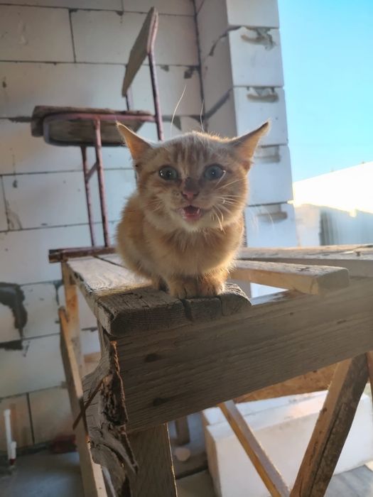 Отдам даром котенка