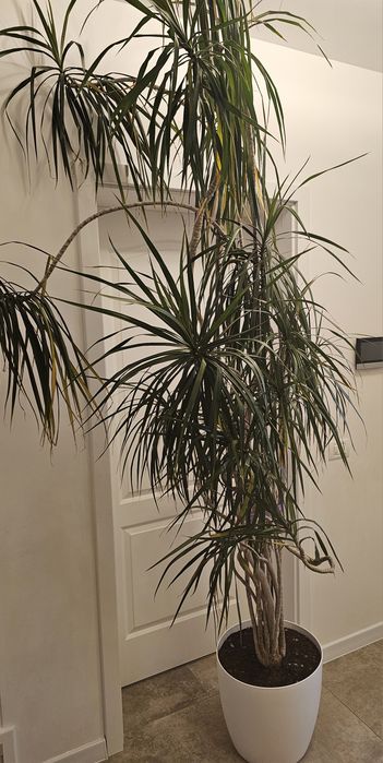 Vand Dracaena marginata (Dracaena cu frunze înguste),Vand Dracaena marginata (Dracaena cu frunze înguste)