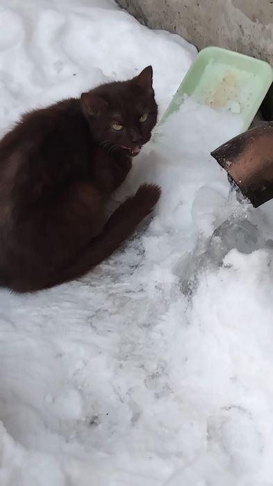 Отдам в добрые руки кошечку