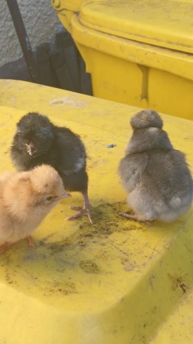 Puisori de gaina rasa mixta