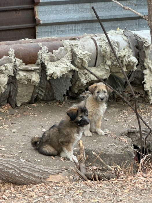 Отдадим даром щенков!!!