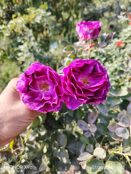 Штамповий роза гулларимиз сотувга таййор. 1-2-3 йиллик