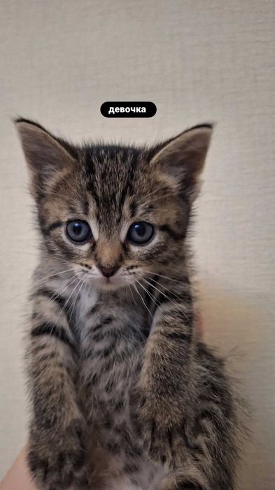 Котята бесплатно